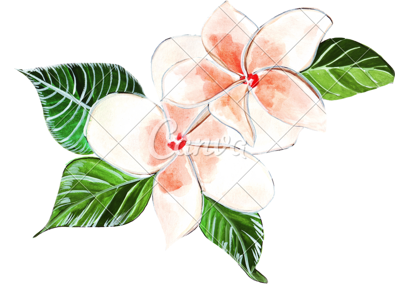 Frangipani PNG Picture