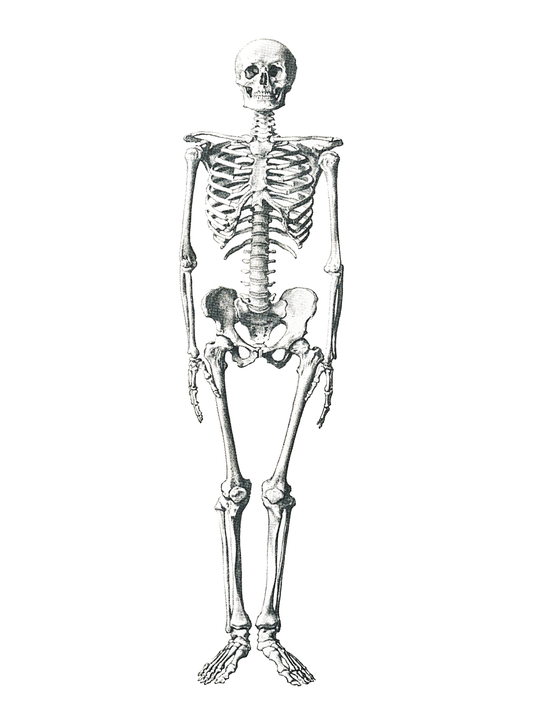 Esqueleto de Halloween Download PNG Image