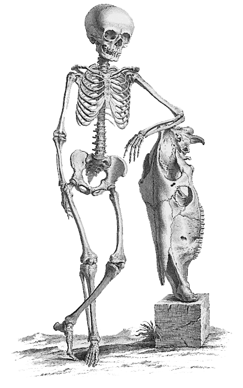 할로윈 뼈대 PNG 다운로드 이미지