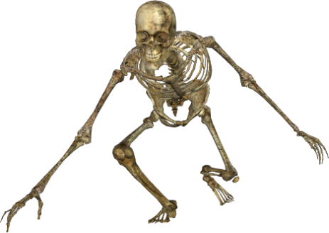 Halloween Skeleton Scary PNG Image HQ
