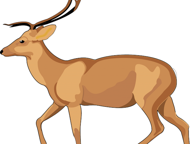 Gazelle Antelope PNG صورة HQ