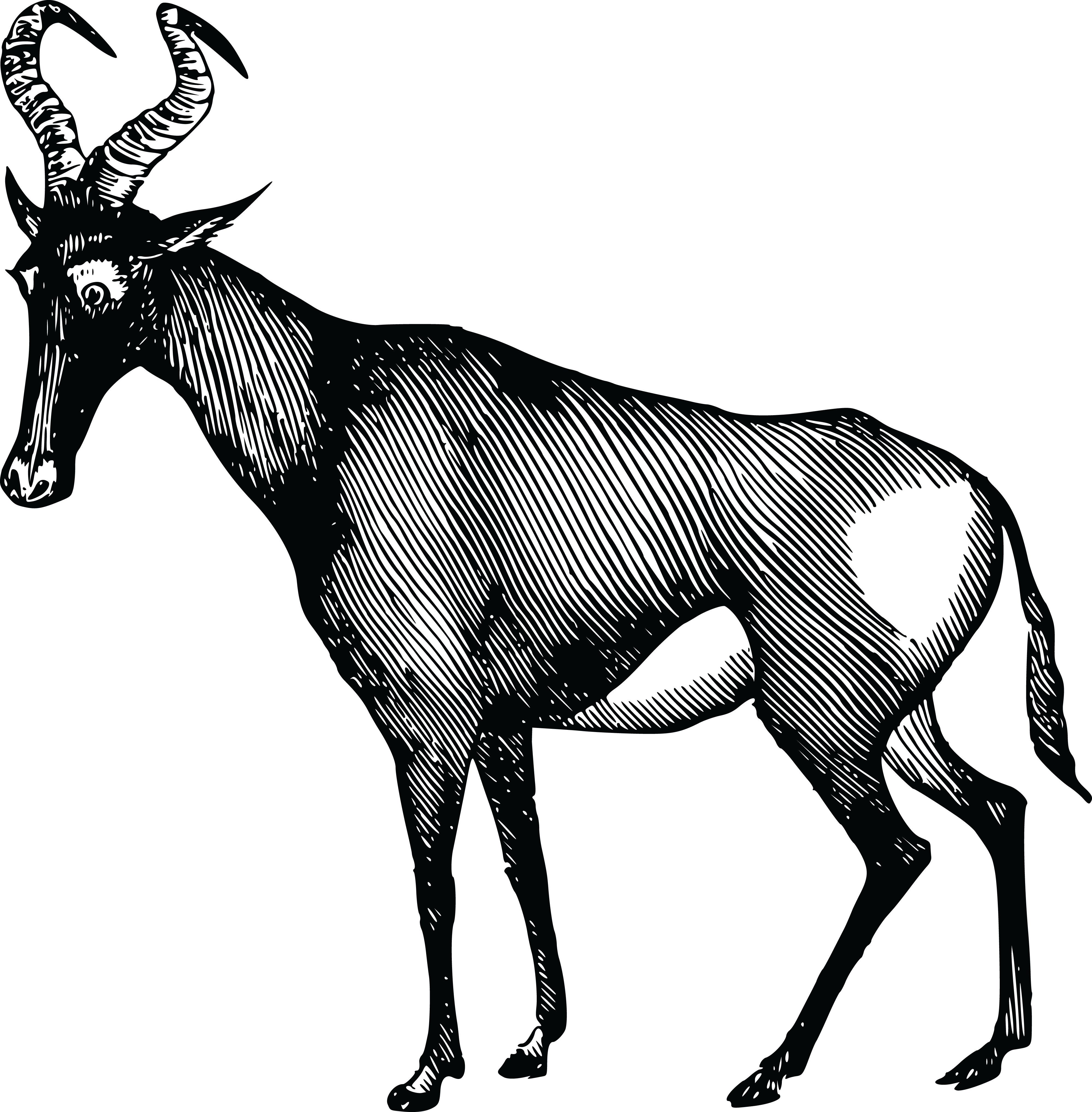 Gazelle Antilope PNG-Bild
