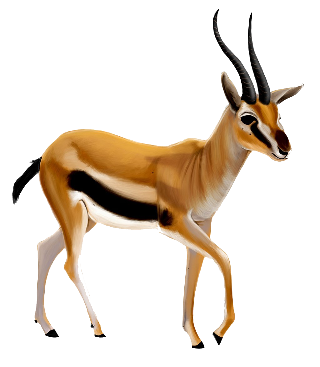 Gazelle Unduh PNG Image