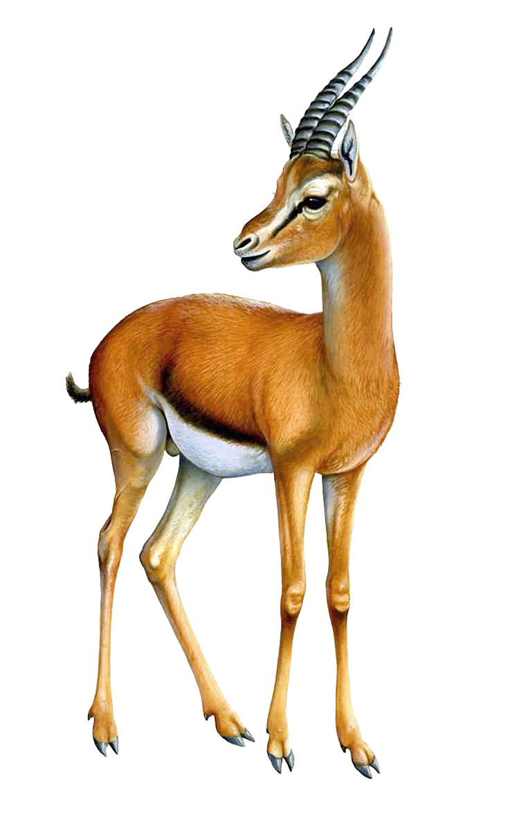 Gazelle خالية من PNG مقر