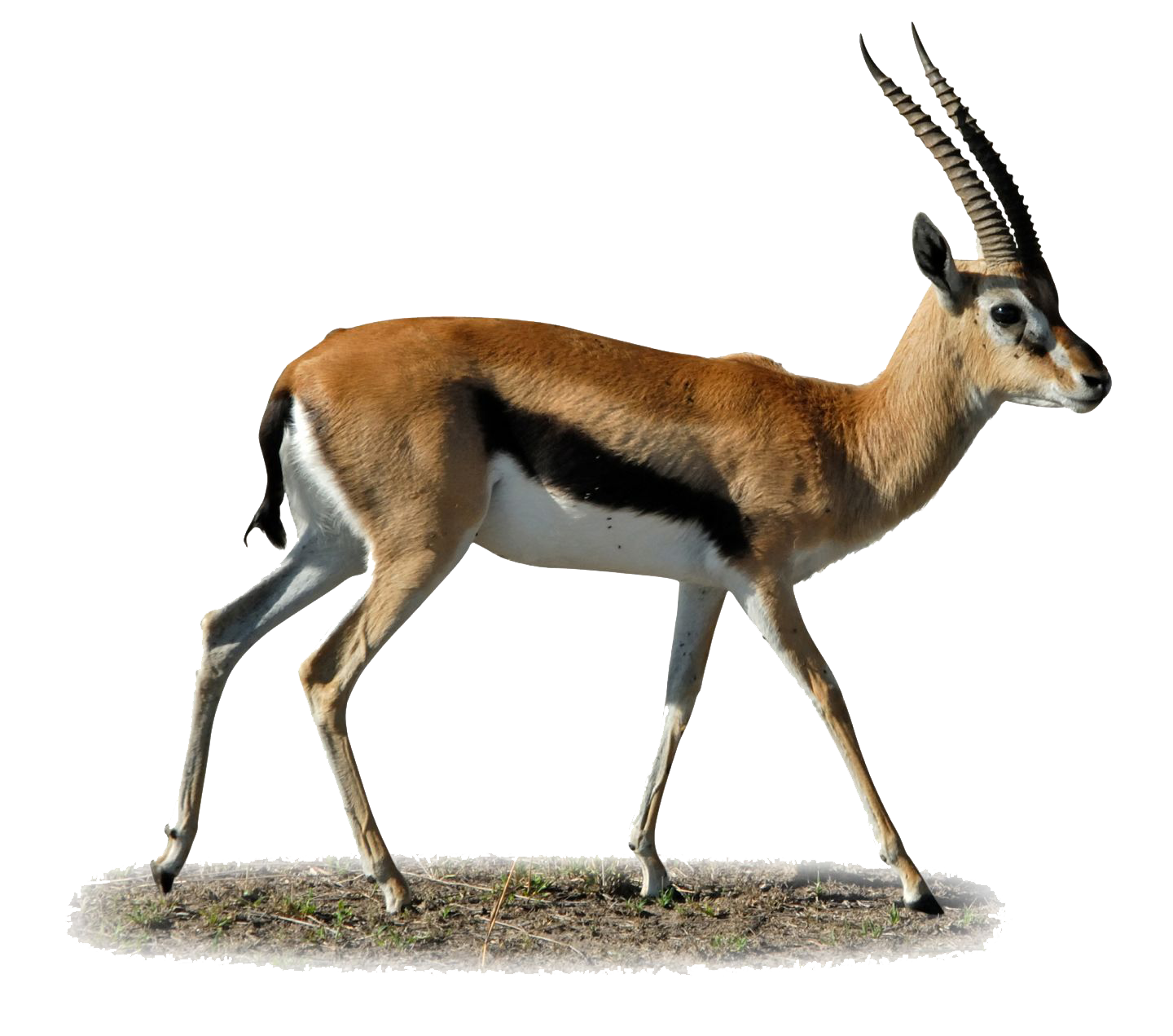 Gazelle PNG مقر الرئيسي