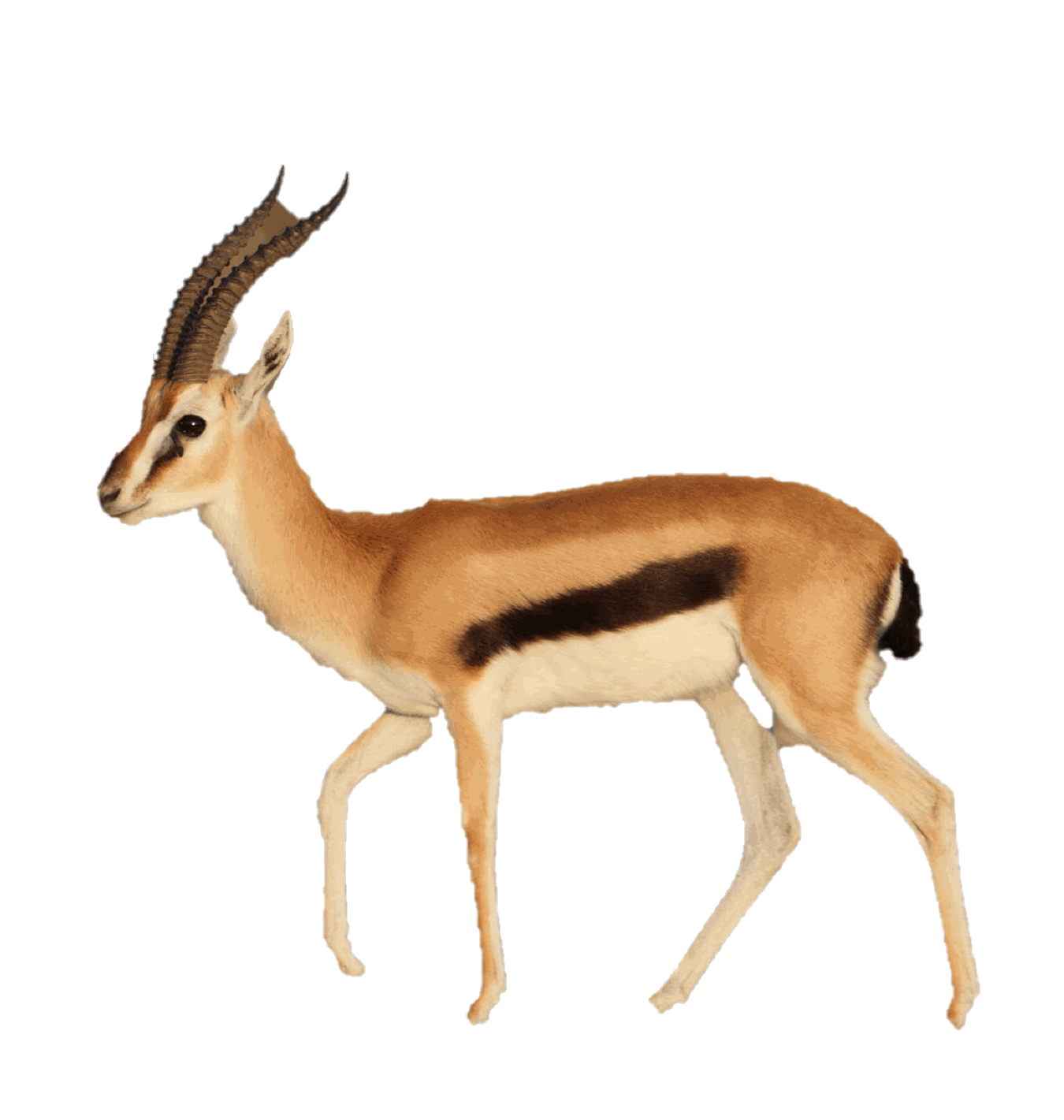 Gazelle PNG Pic