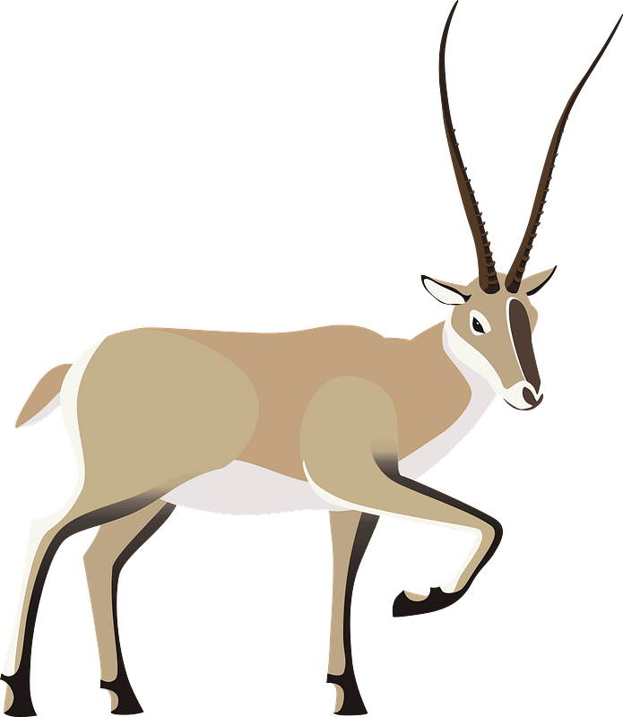 Gazelle PNG Picture