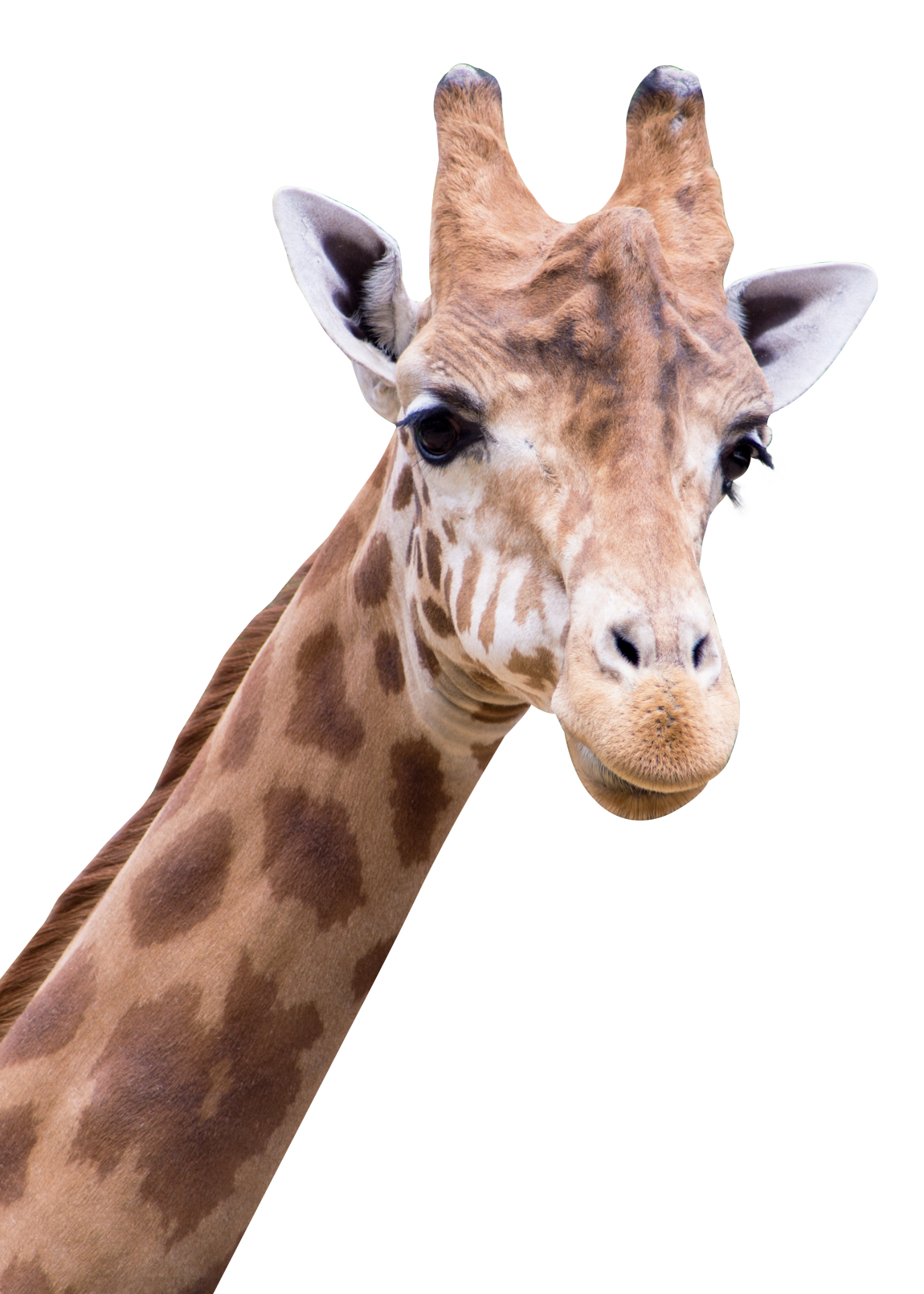 Giraffe Download PNG-Afbeelding