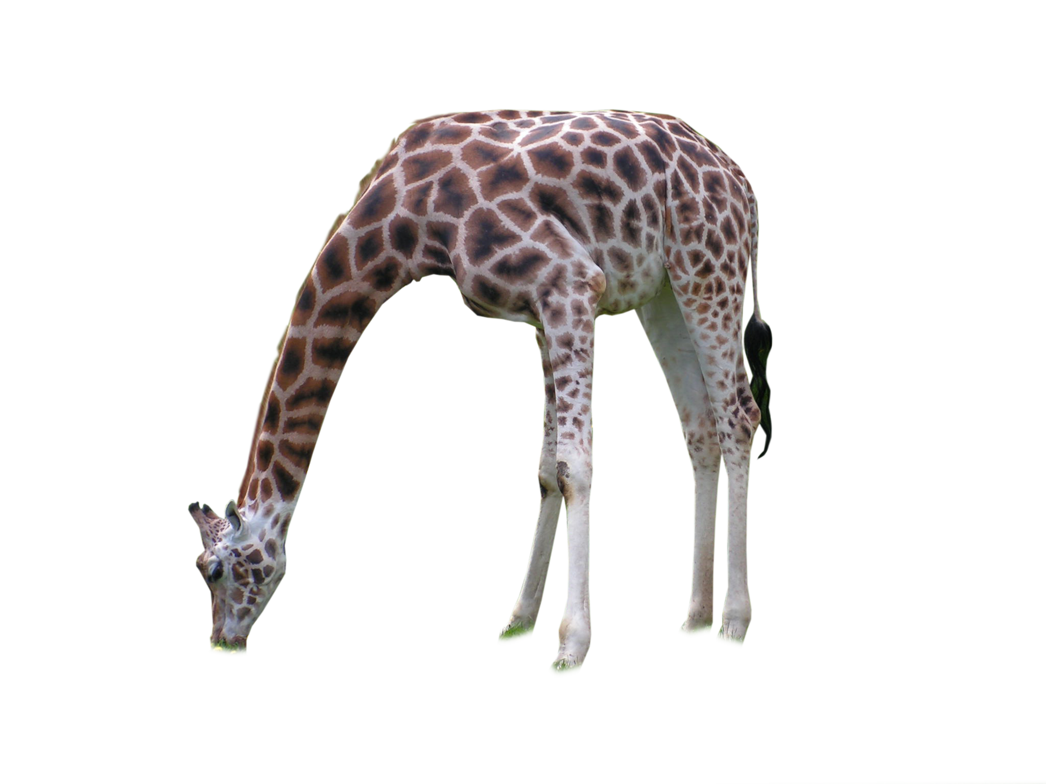 Giraffe Gratis PNG-Afbeelding