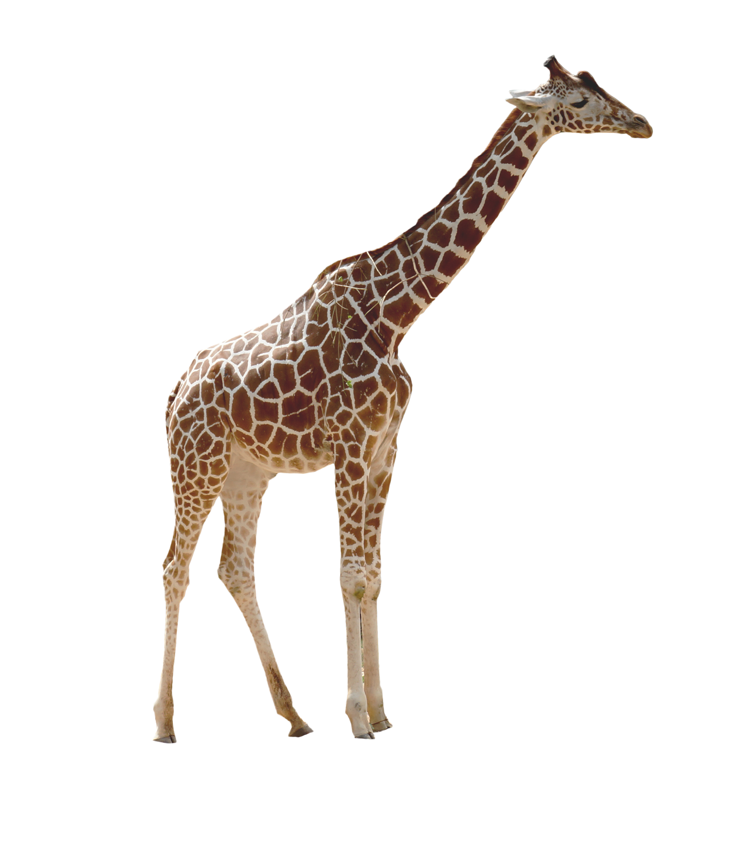 Giraffe PNG Herunterladen Bild Herunterladen