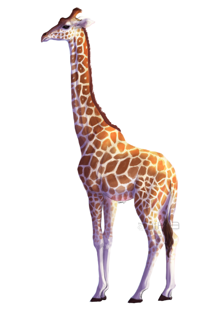 Giraffe PNG hq фото