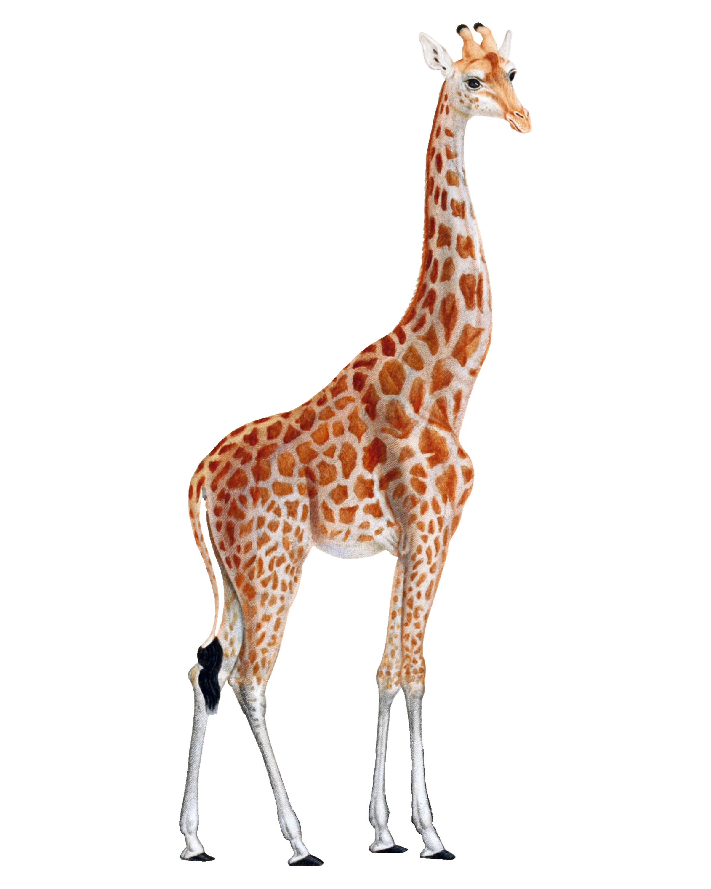 Giraffe PNG HQ Pic