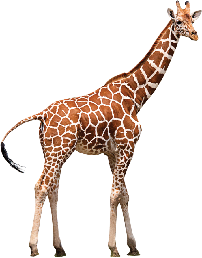 Giraffe PNG Gambar hq
