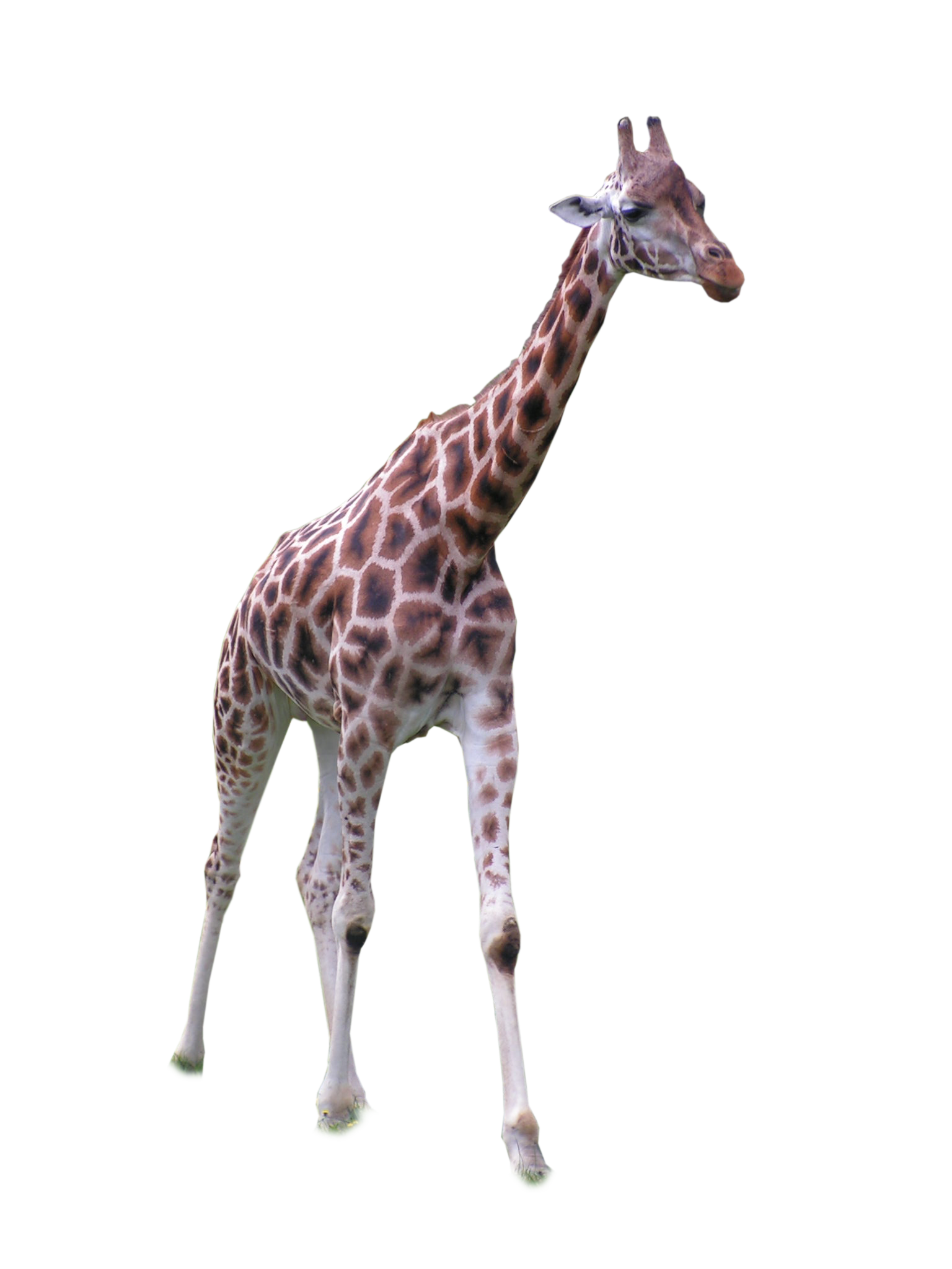 Giraffe PNG-Afbeelding HQ