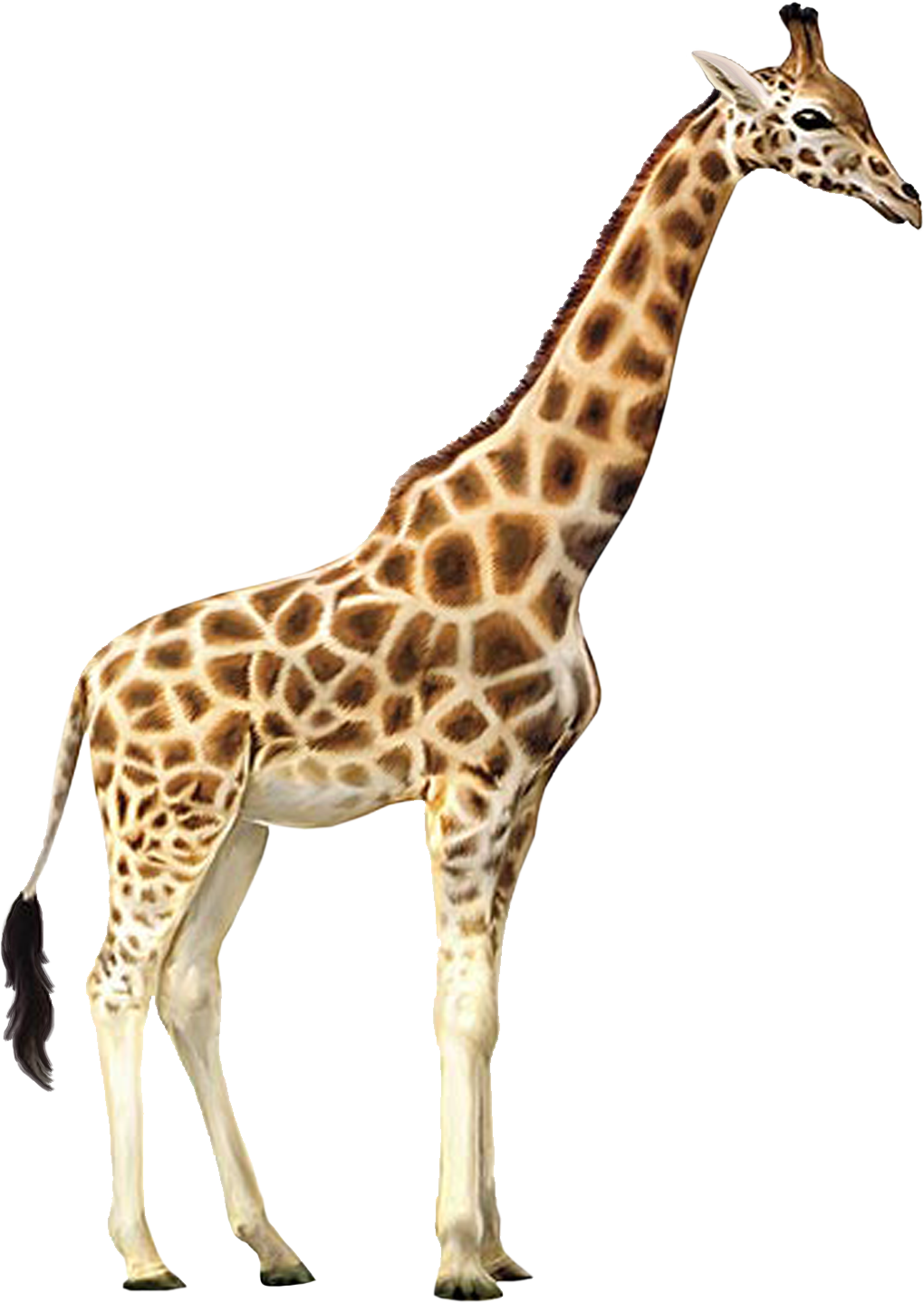 Image de girafe PNG