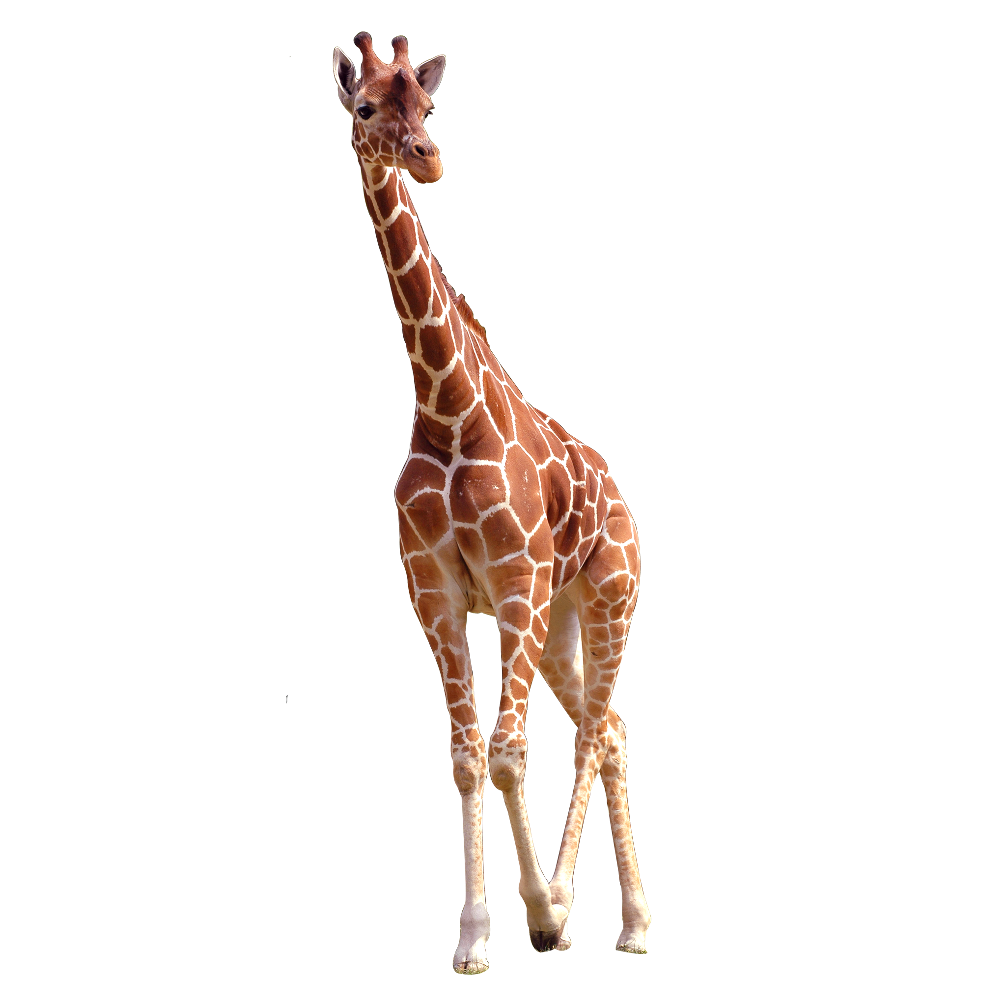 Giraffe PNG Photo HQ