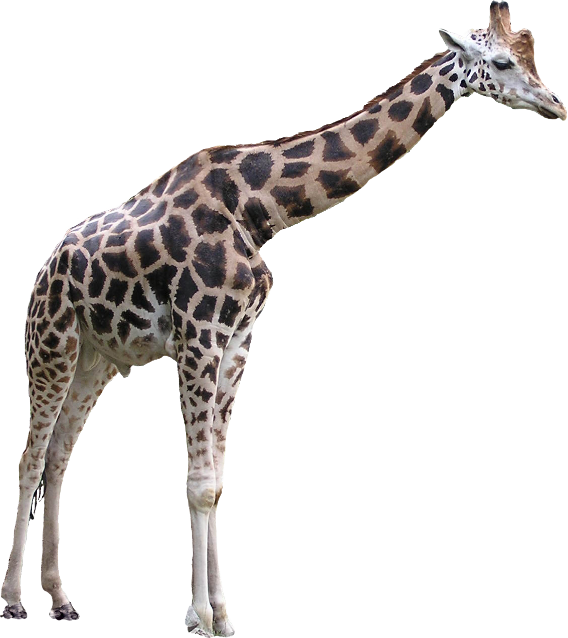 Foto do girafa PNG