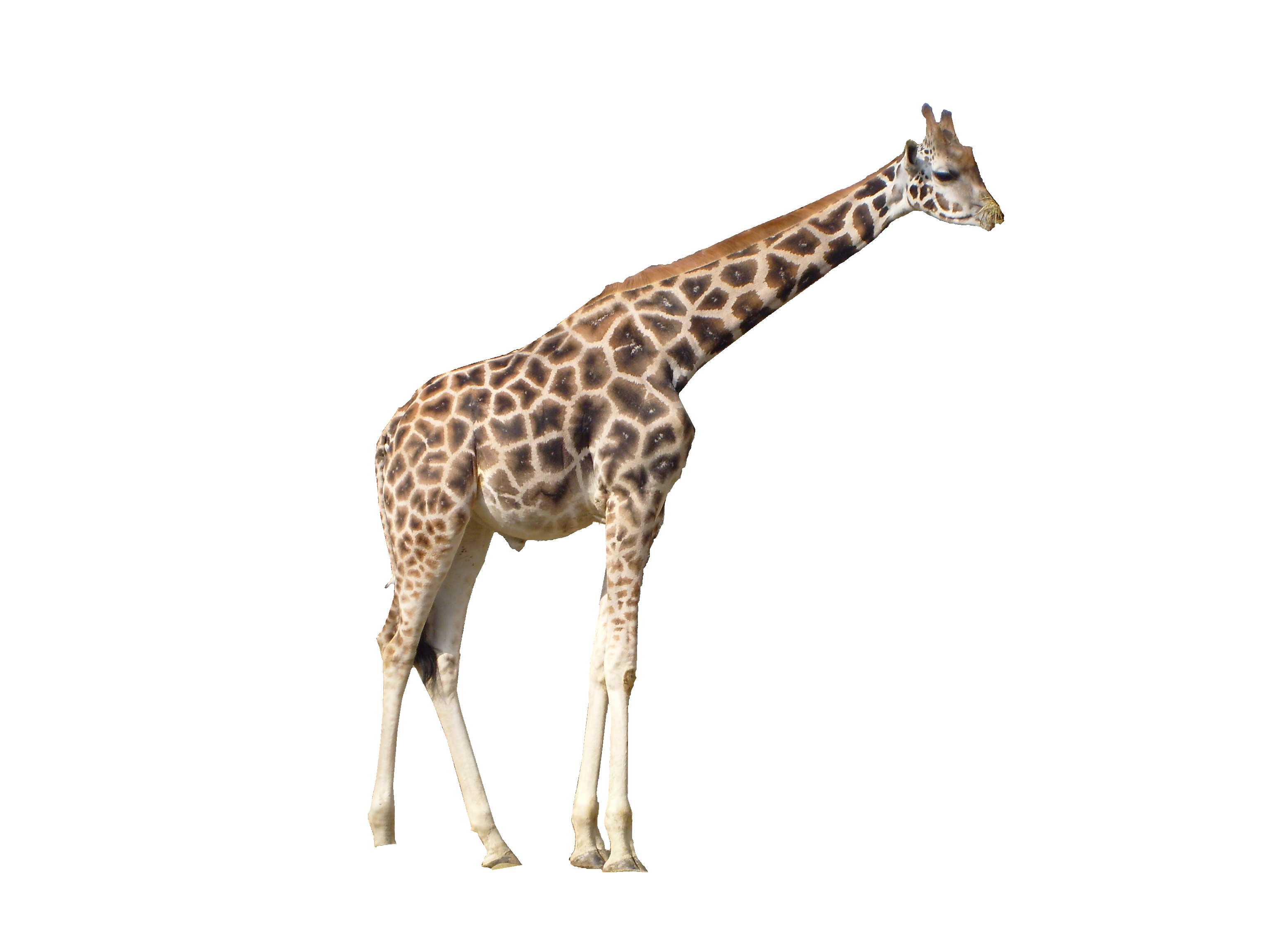 Girafa PNG Pic hq