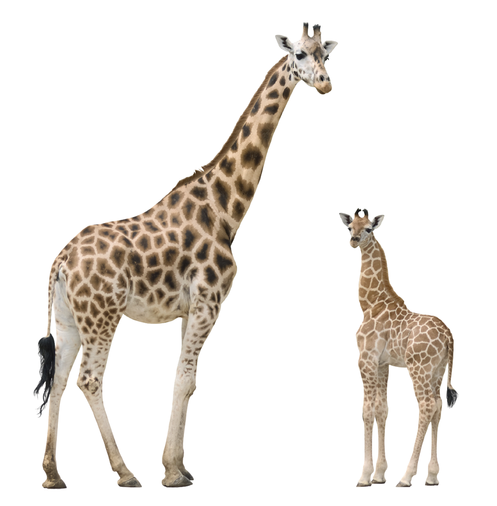 Giraffe PNG-Bild