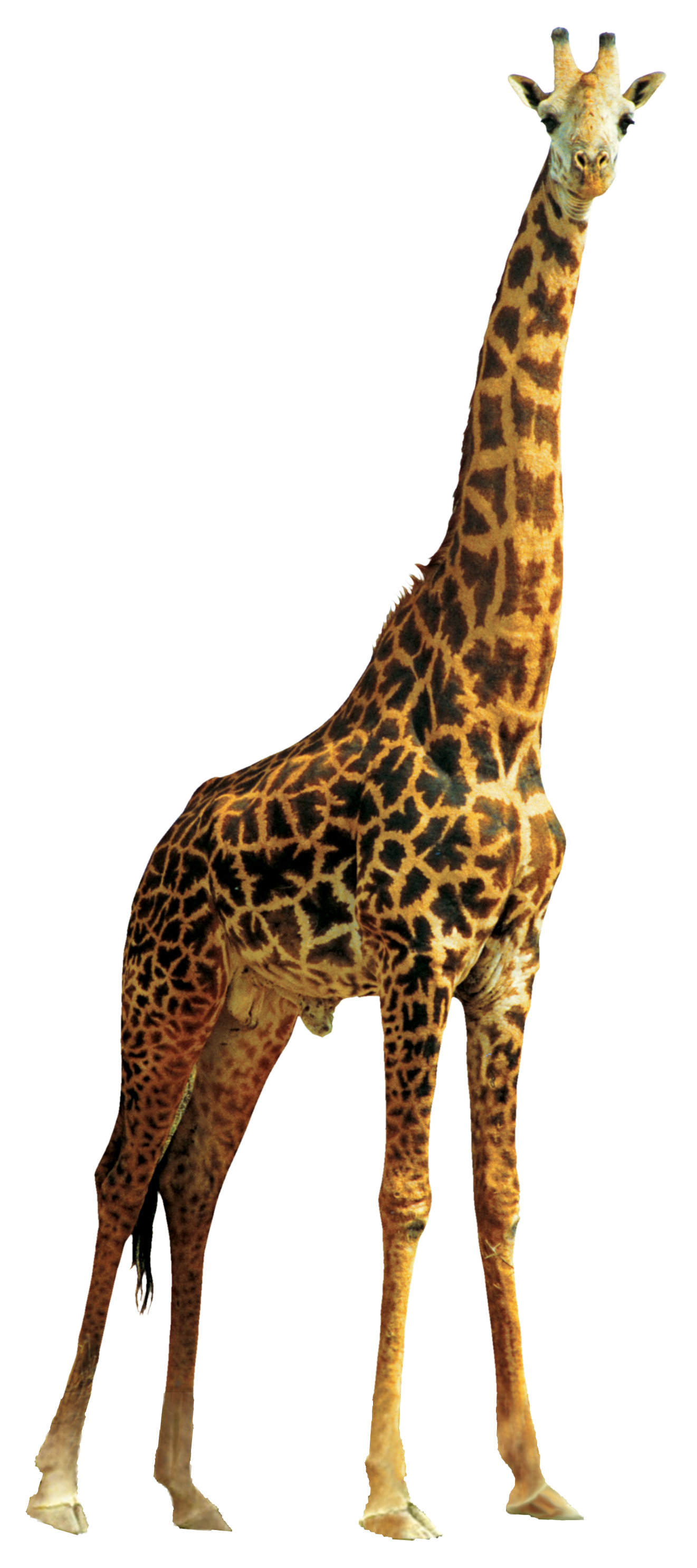 Жираф прозрачное изображение