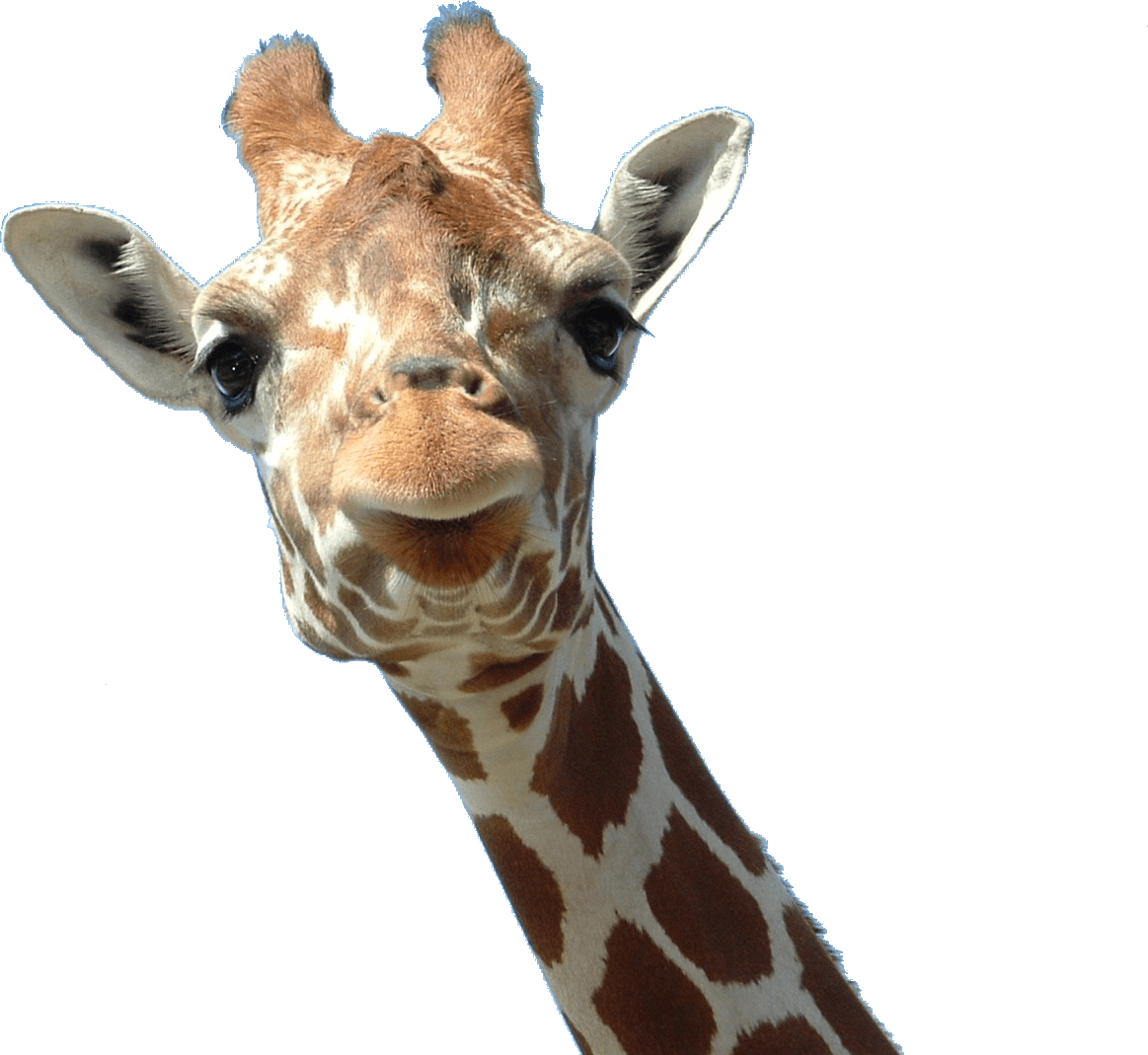 Giraffe Vector PNG Foto