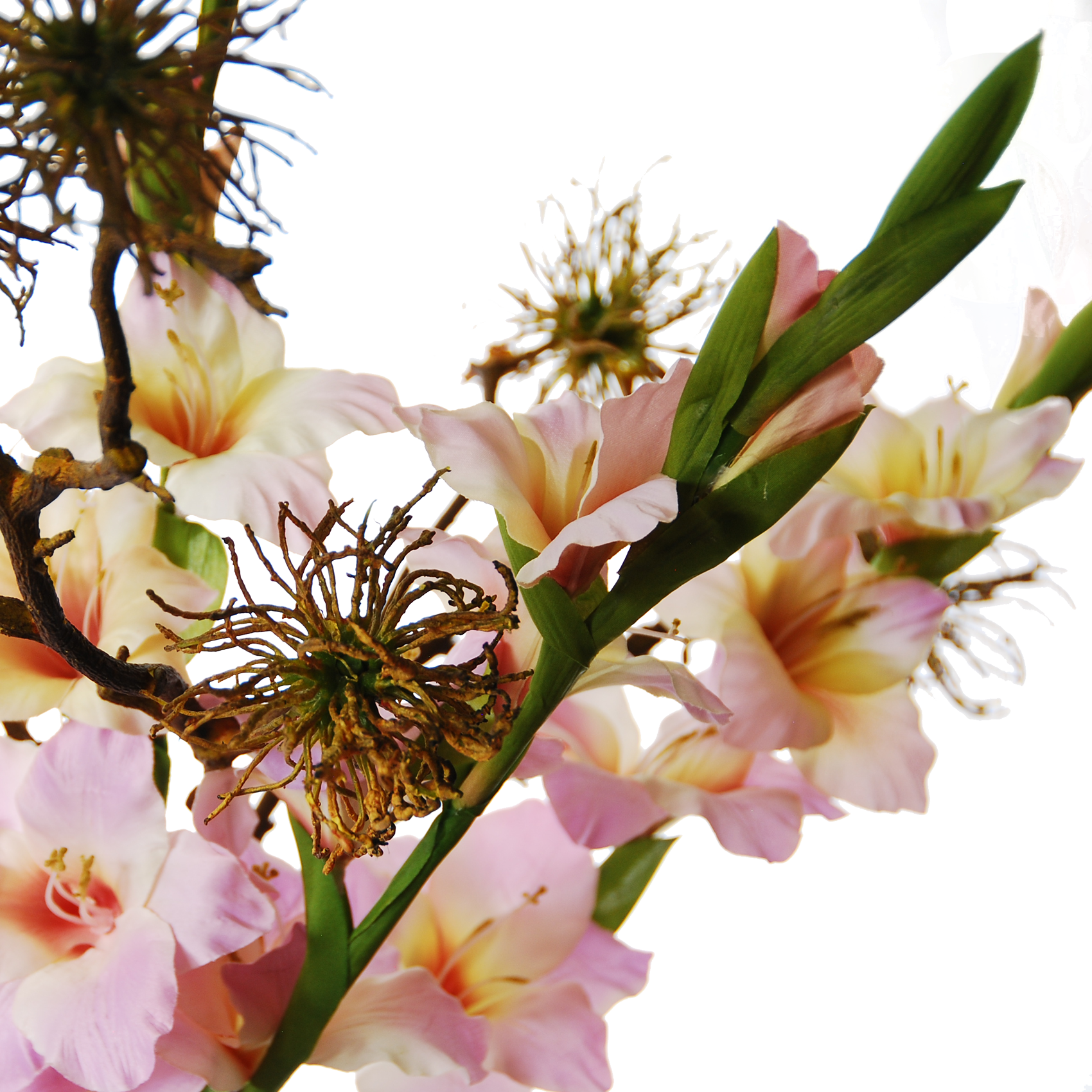 Gladiolus 다운로드 PNG 이미지