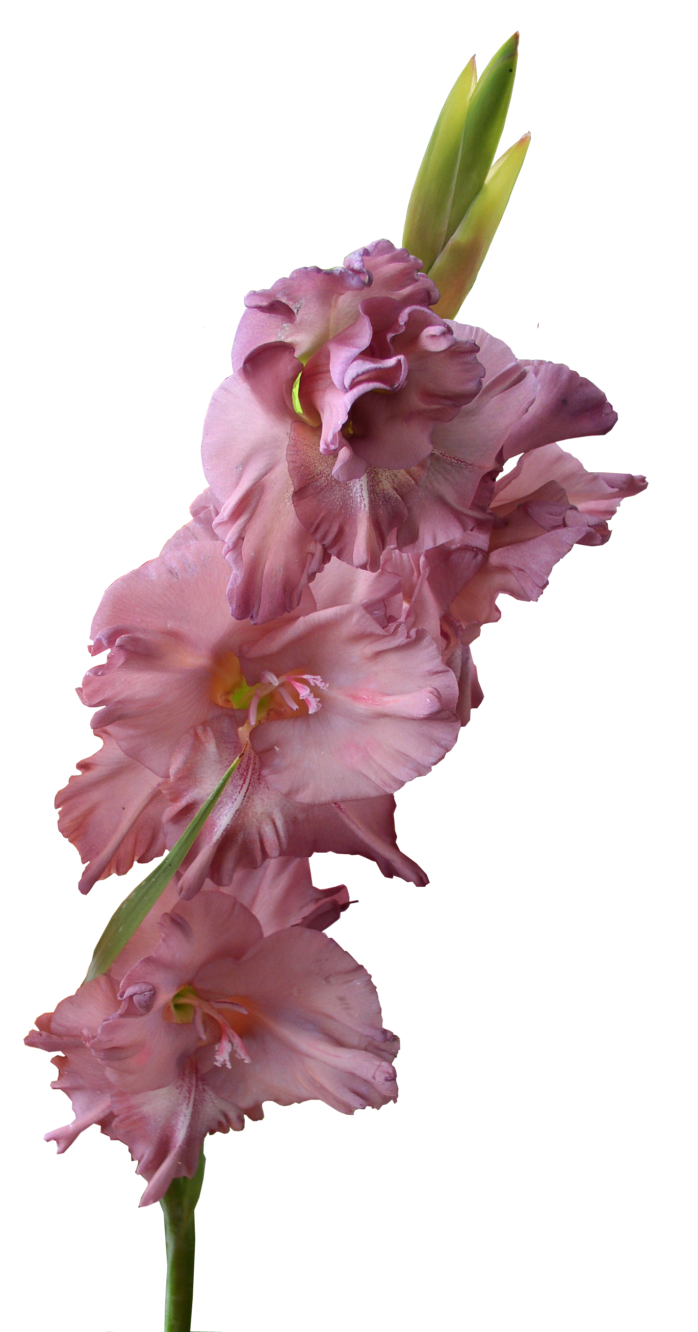 Gladiolus مجاني PNG مقر