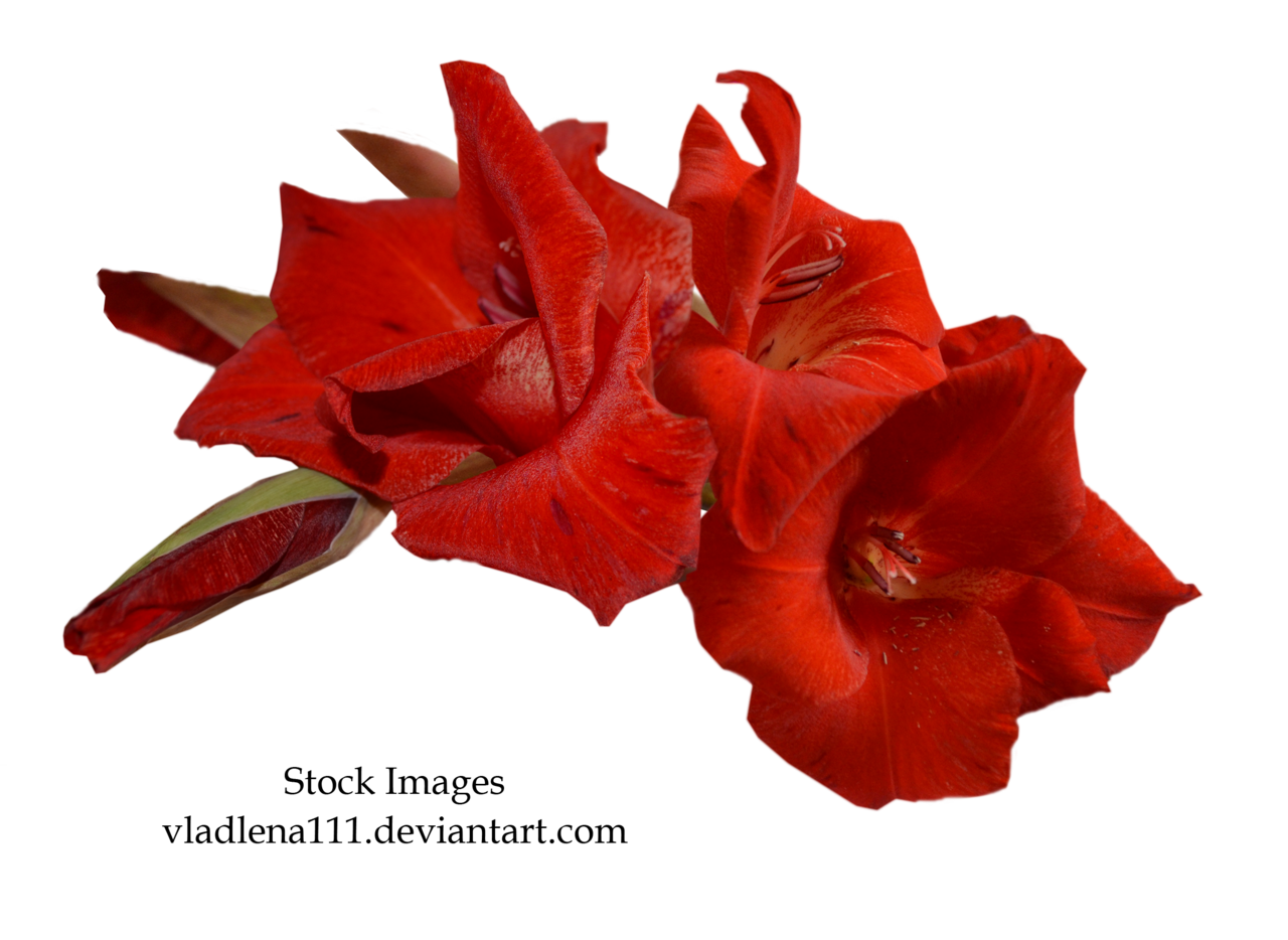 Gladiolus 무료 PNG 이미지
