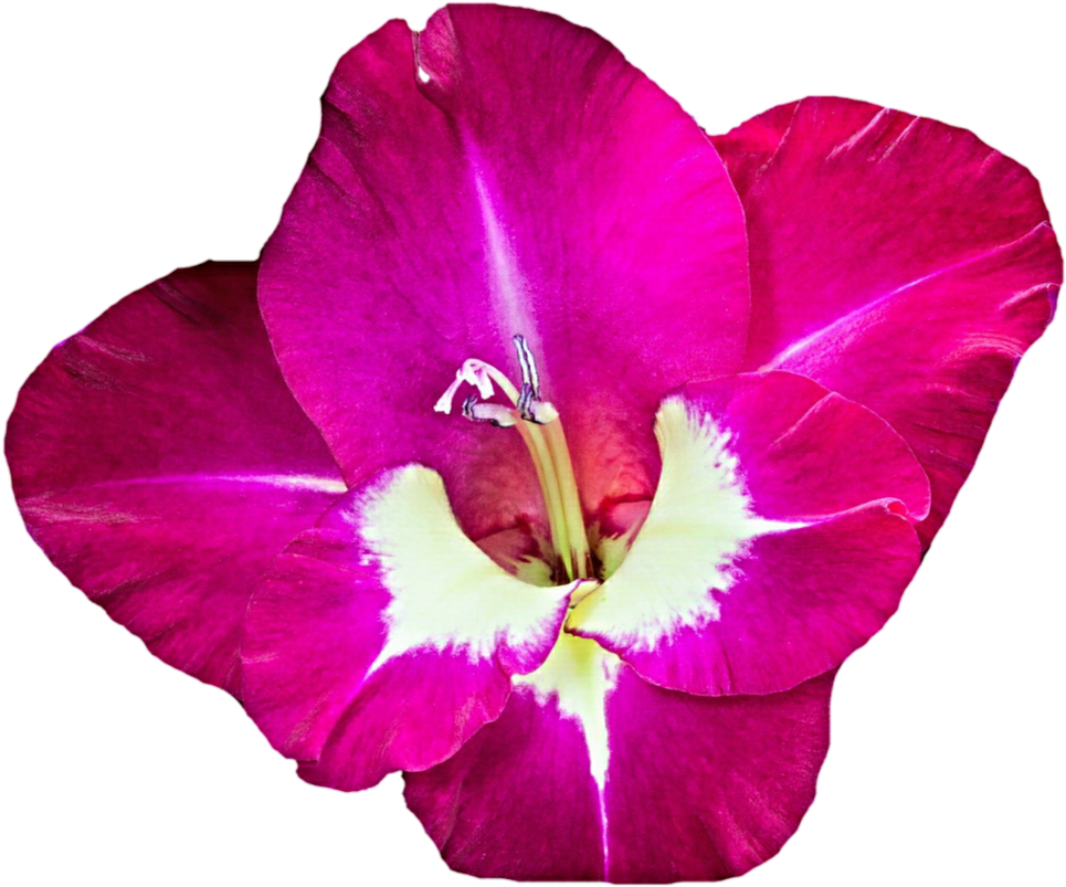 Gladiolus PNG Bild Herunterladen