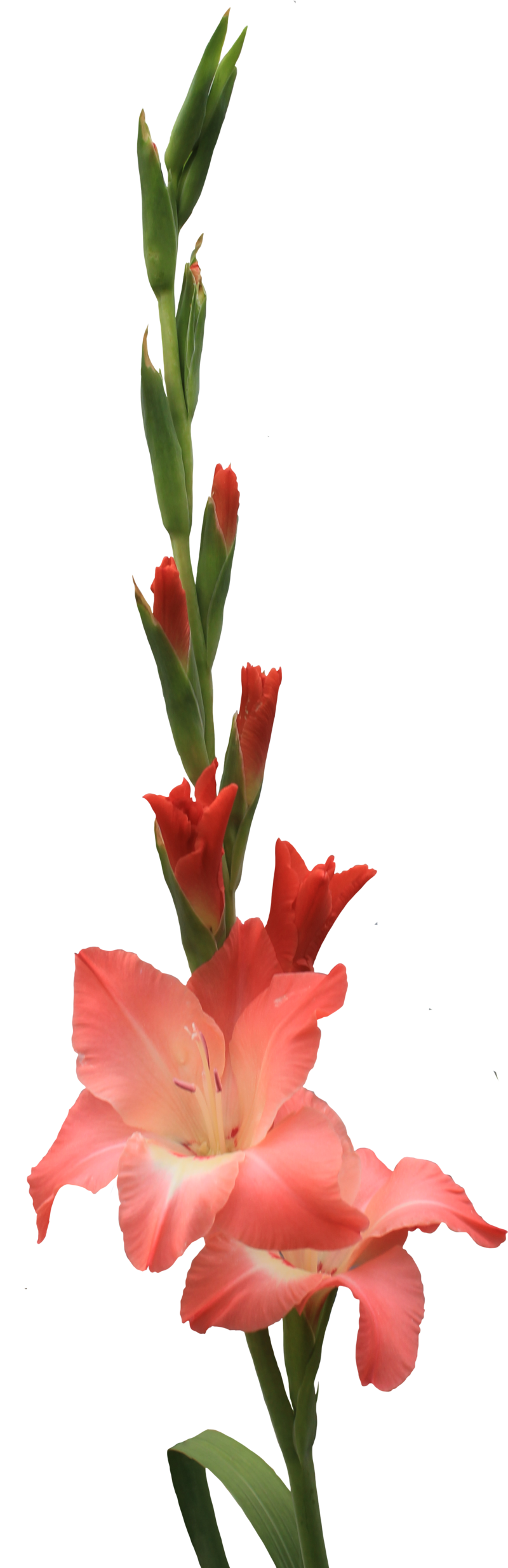 Gladiolus PNG Kostenloser Download