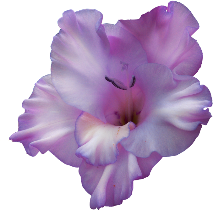 Gladiolus PNG hq Pic