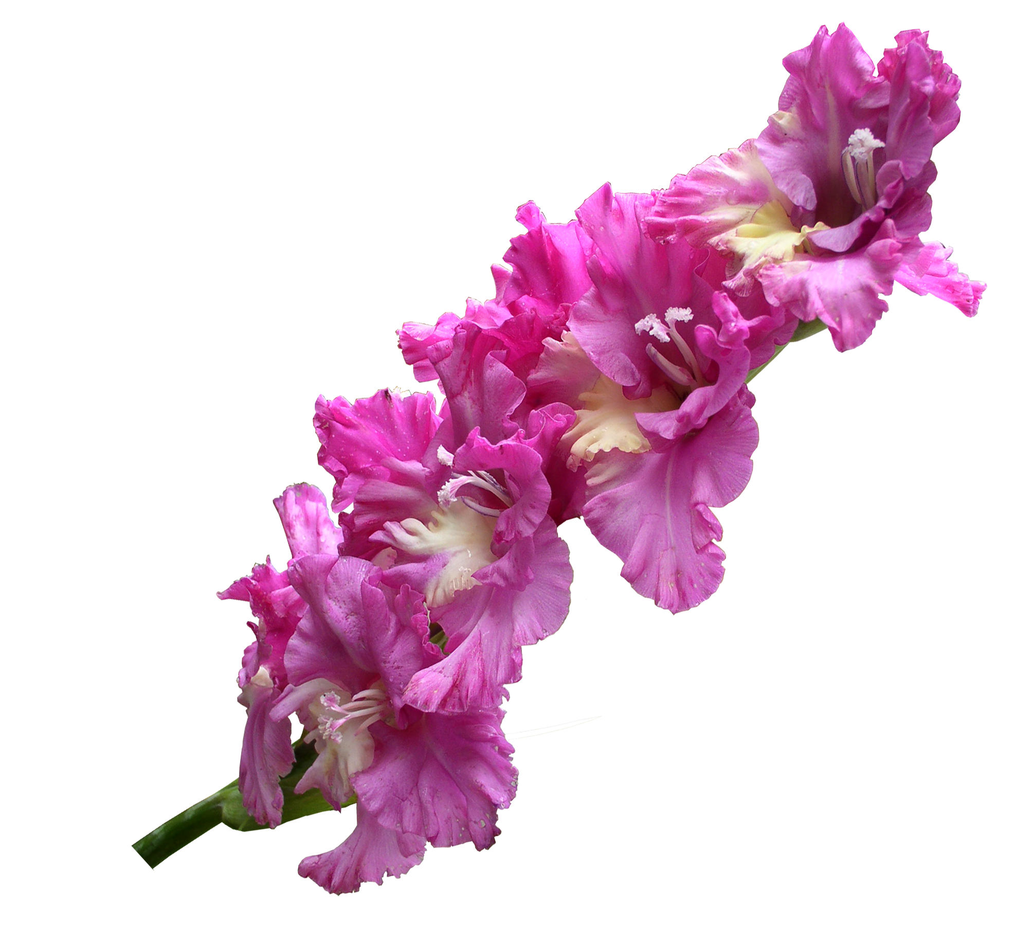 Gladiolus PNG-Afbeelding