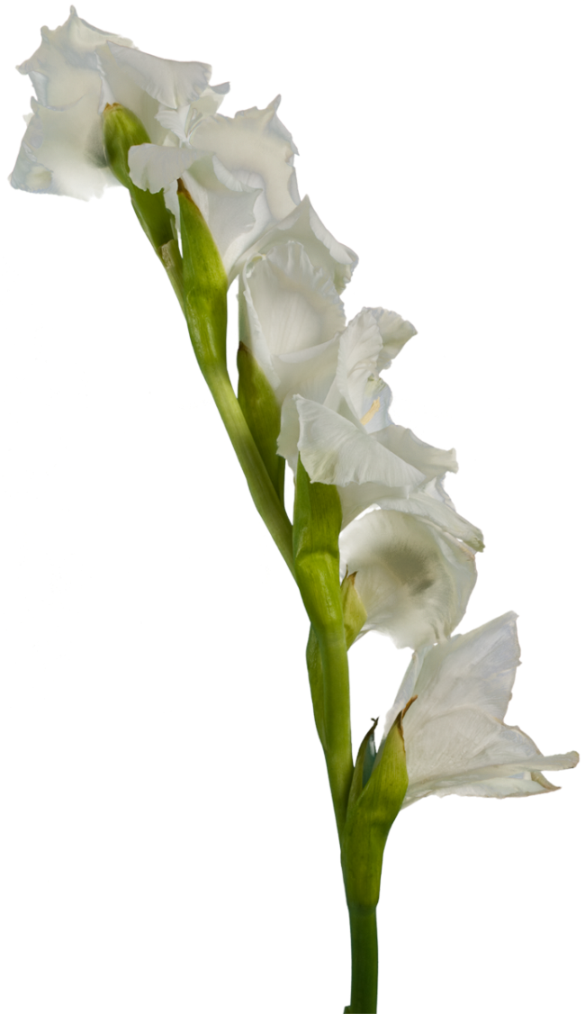 Gladiolus PNG resmi