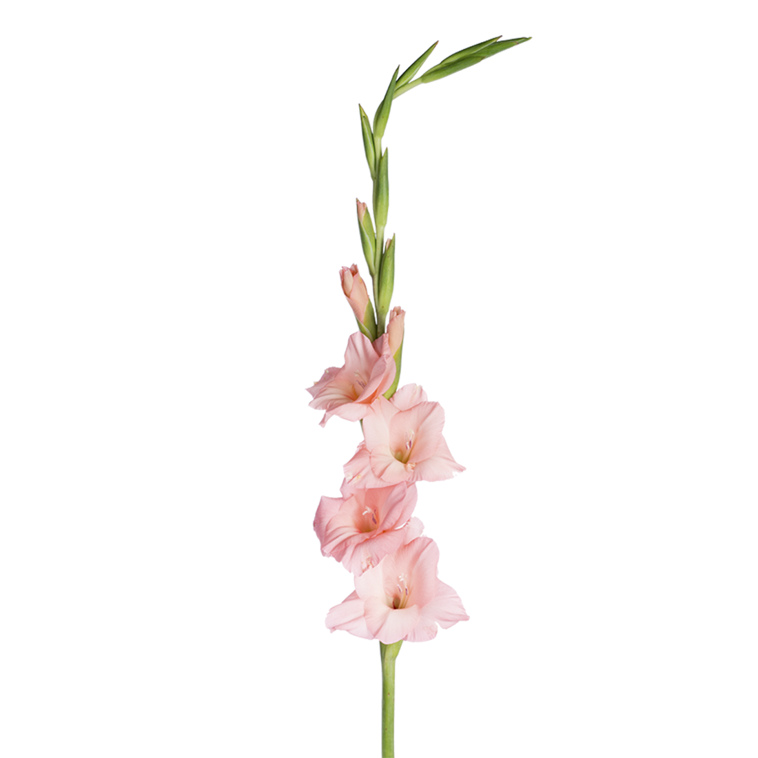 Gladiolus transparentes Bild