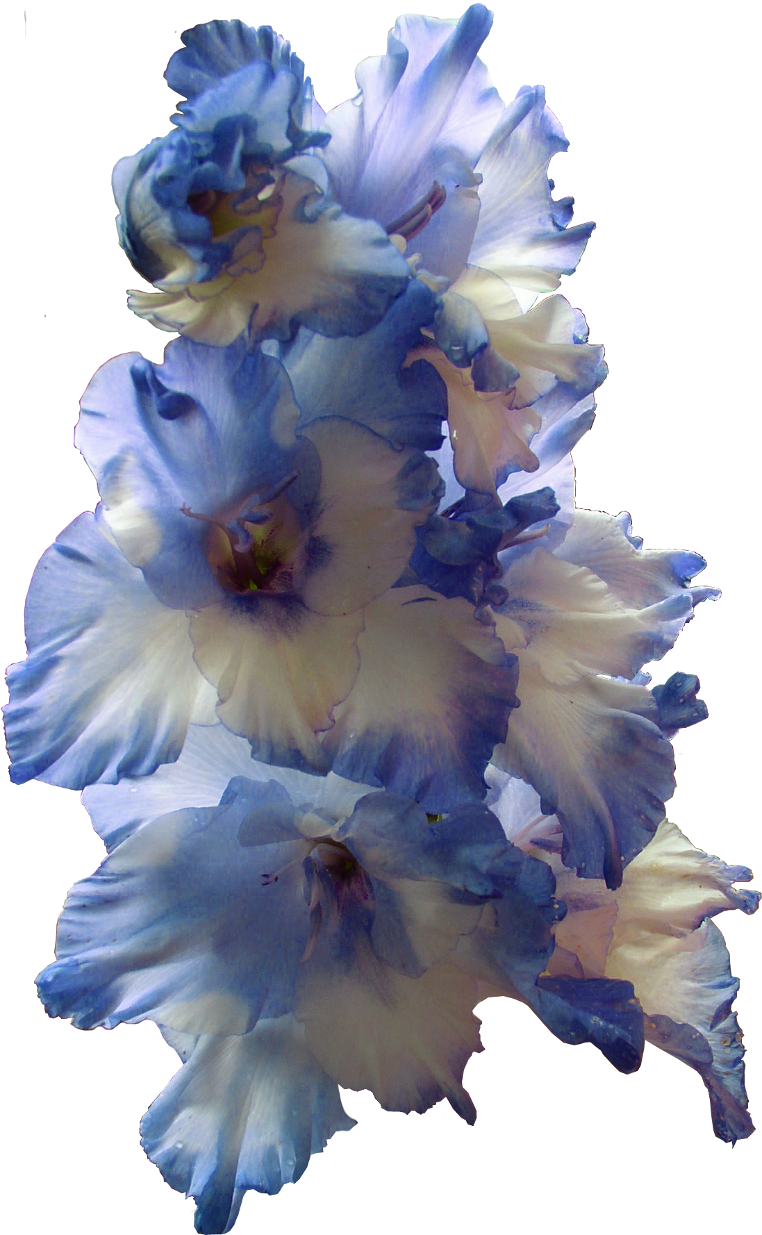 Gladiolus 투명한 이미지