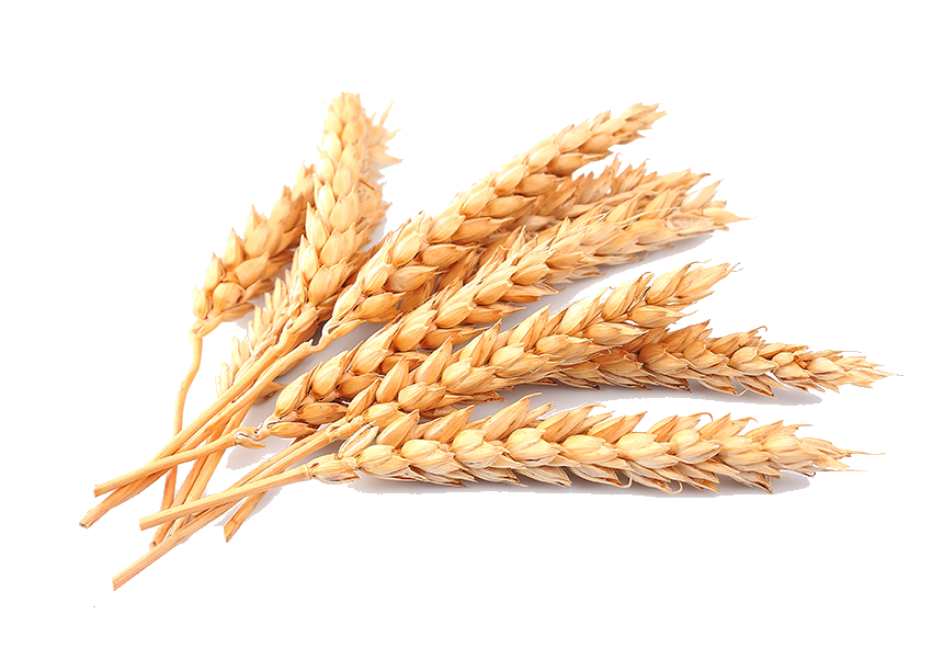 Grain Download PNG Image