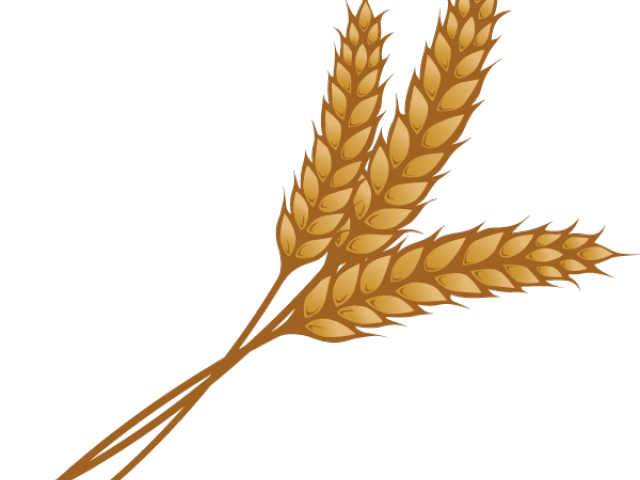Grain PNG Free Download