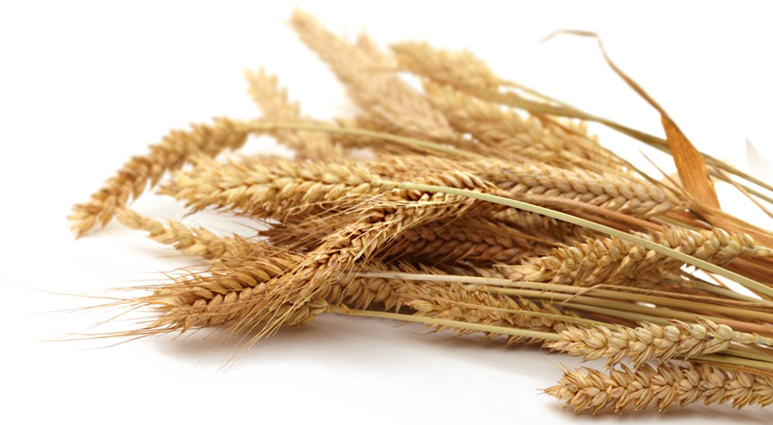 Grain PNG Photo