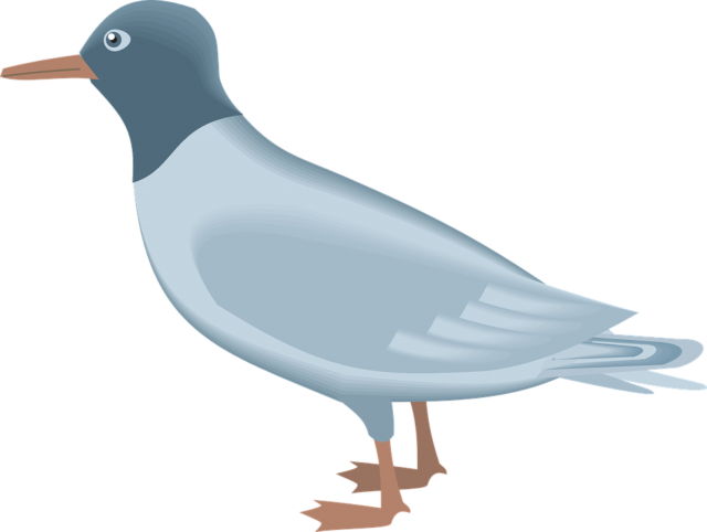 Gull Download PNG Image