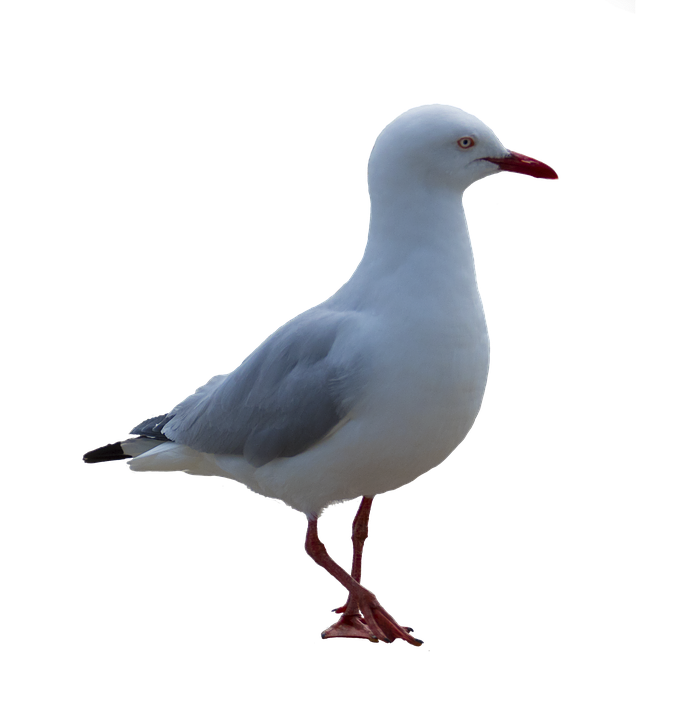 Gull Free PNG HQ Image