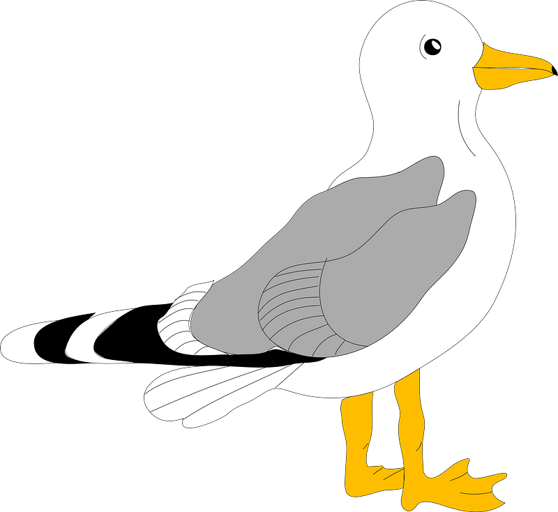 Gull PNG Free HQ Download