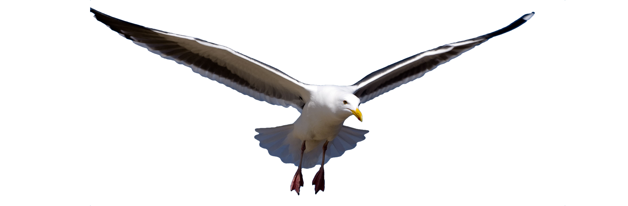 Gull PNG HQ Picture