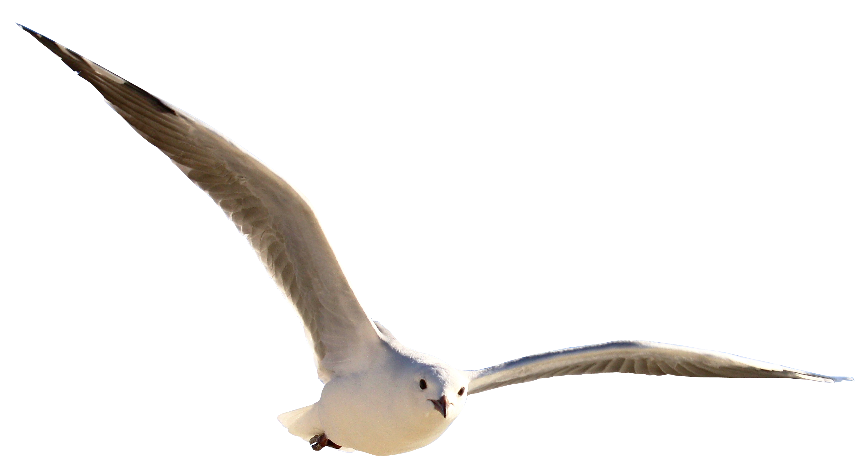 Gull PNG Image HQ