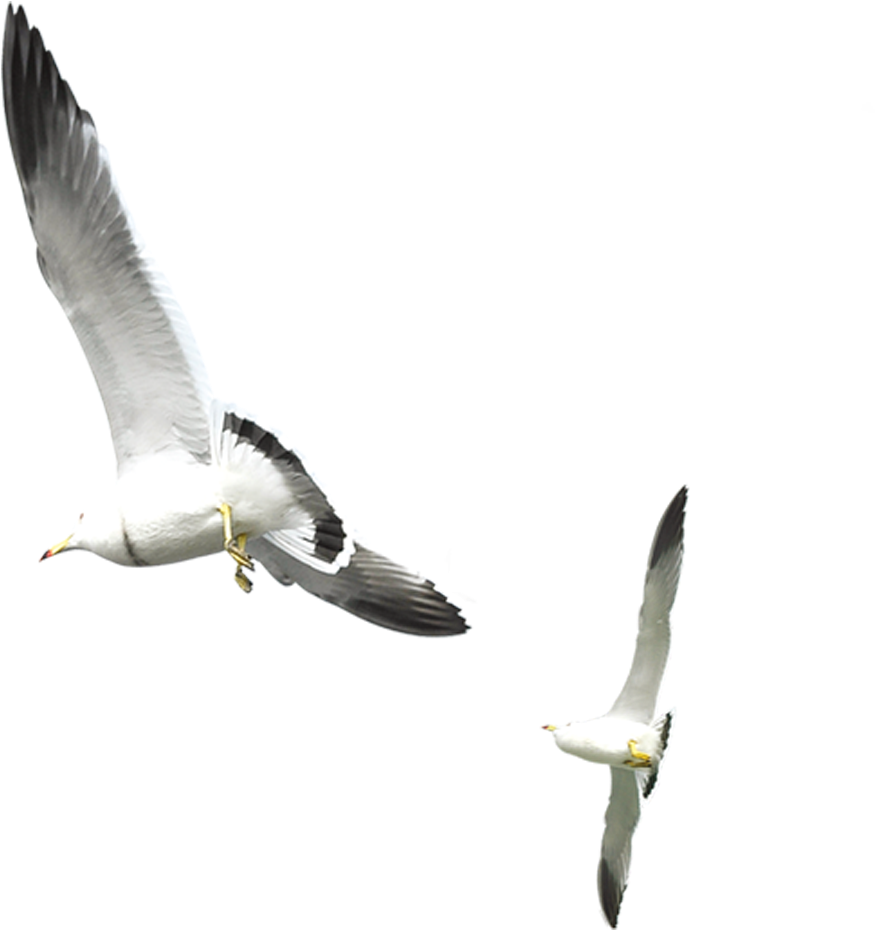 Gull PNG Photo