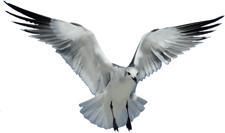 Gull PNG Pic