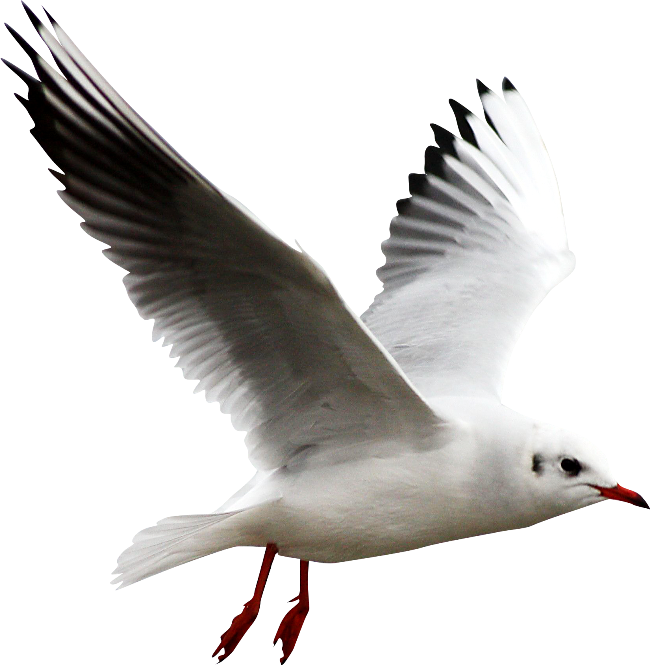 Gull PNG Picture