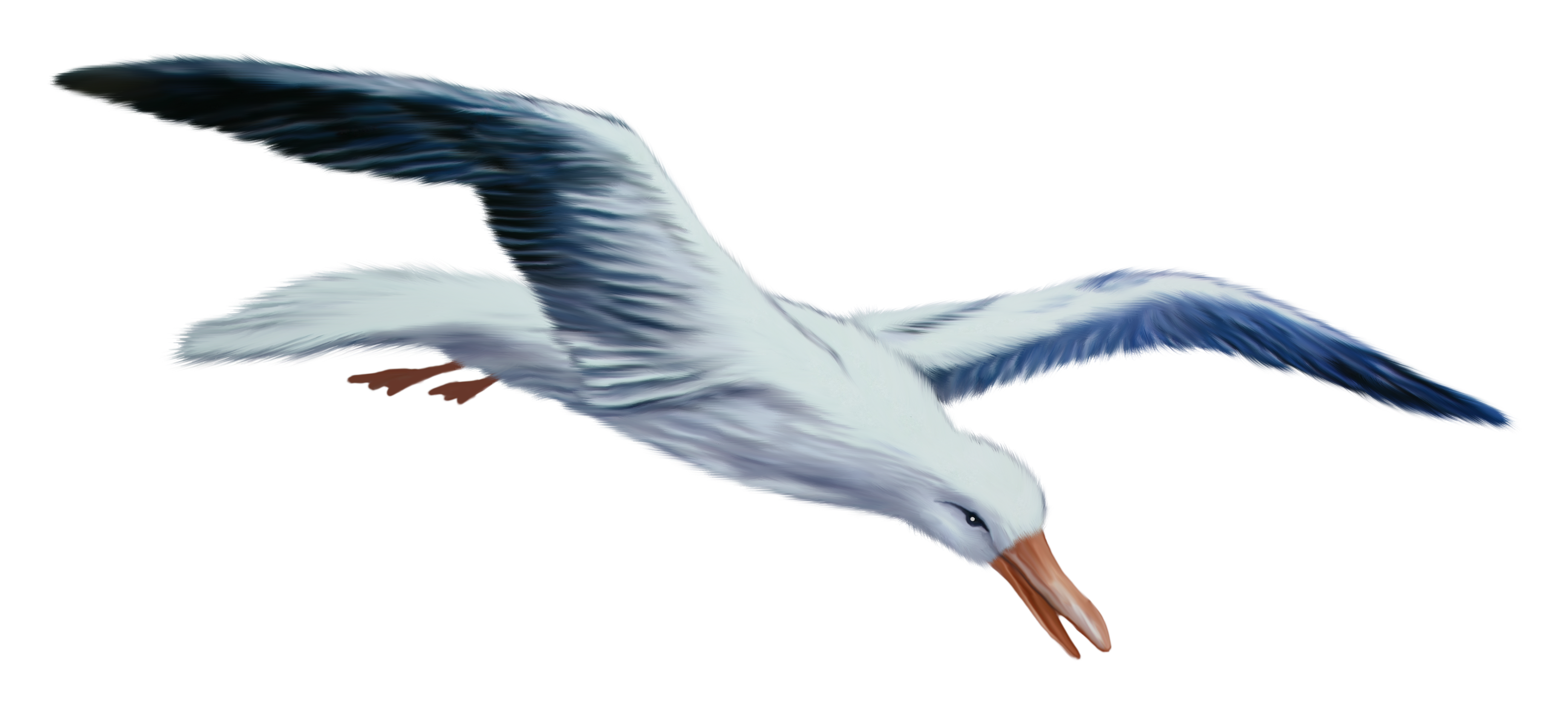 Gull Transparent Image