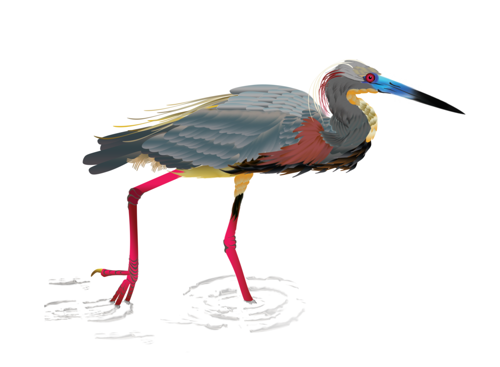 Heron Bird PNG Image