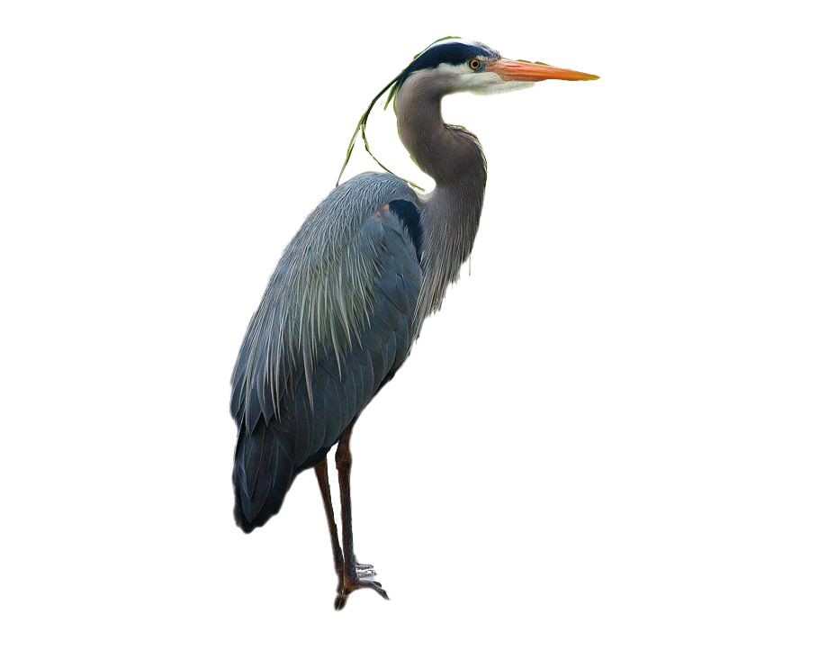 Heron PNG HQ Picture