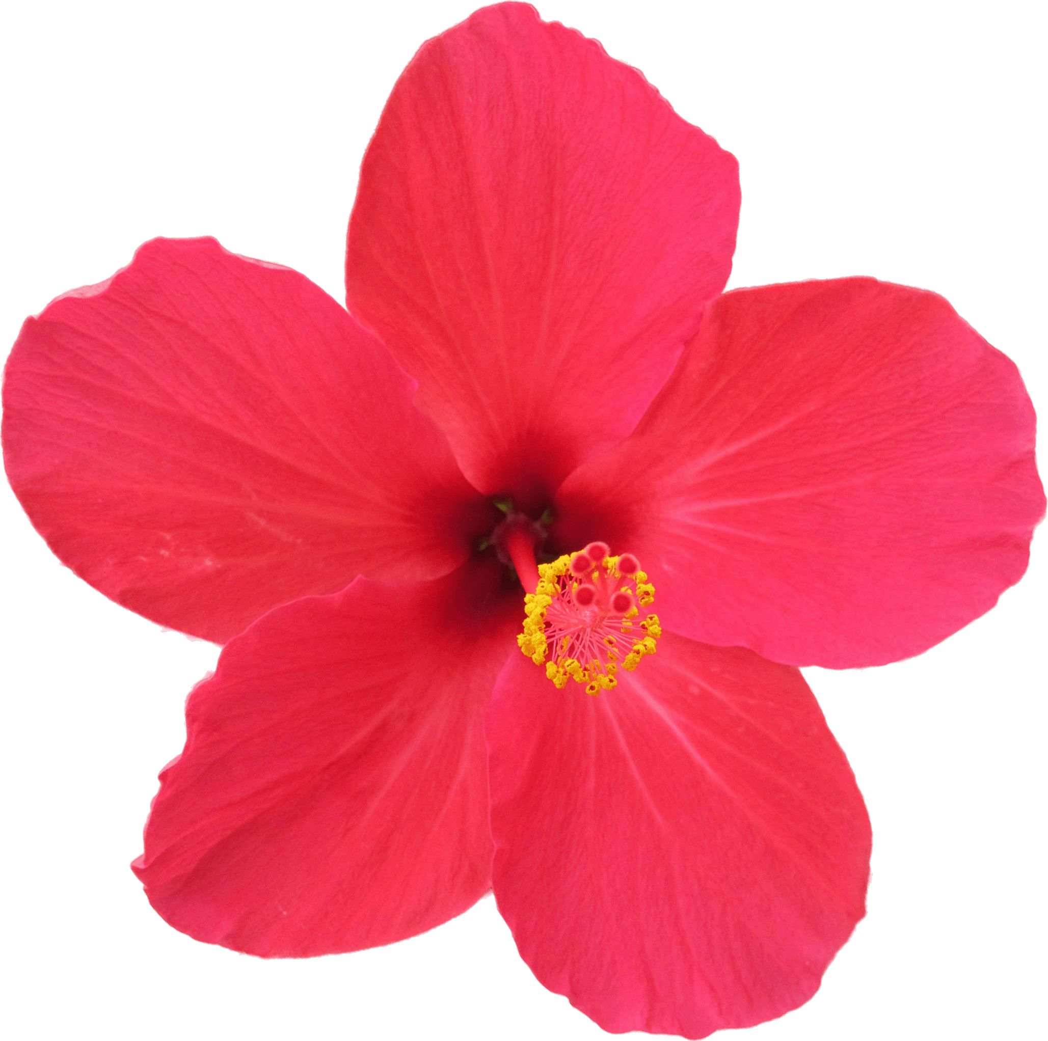 Hibiscus Flower Exotic PNG